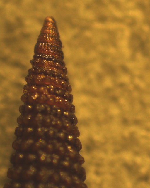 Identificazione di un Triphorinae